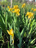 Lirio Amarillo – Iris Germanica BAJO CONSUMO HÍDRICO “inmortal “