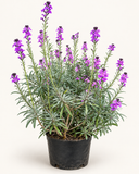 Erysimum Morado ☀️