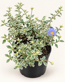 Agatea Variegada – Felicia amelloides