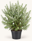 Westringia Blanca – Romero Australiano

Westringia fruticosa