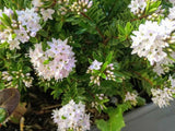 Verónica Postrata