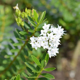 Verónica Postrata