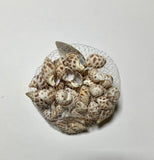 CARACOLAS ADORNO