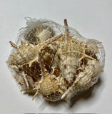 CARACOLA PUNTAS ADORNO