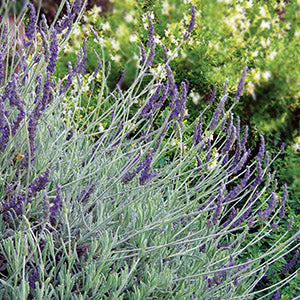 Lavanda Francesa bolsa pequeña