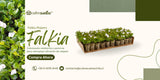 Pack Falkia Love+ Sustrato 10 lts  (50 plantas y 4 sustratos )| Cubre 5 m² | Sol y Sombra