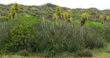 Puya chilensis
