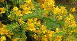 Quebracho (Senna candolleana)