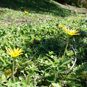 Inula (Arctotheca caléndula)
