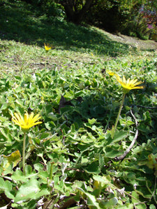 Inula (Arctotheca caléndula)