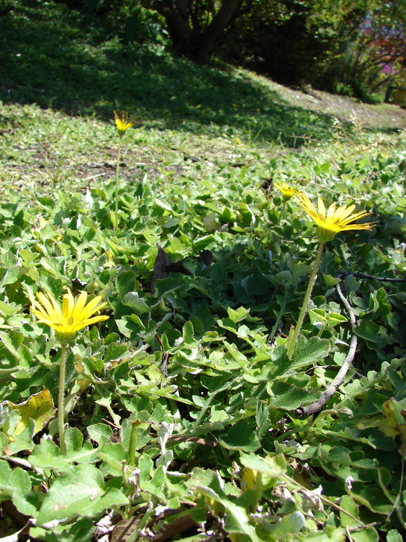 Inula (Arctotheca caléndula)