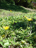 Inula (Arctotheca caléndula)