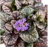 Ajuga Morada