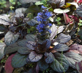 Ajuga Morada