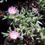 PACK 5 M2 ESTRELLA DEL SAHARA (pleno sol a semisombra , 10 U x m2)