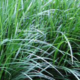 Ophiopogon Japonicus