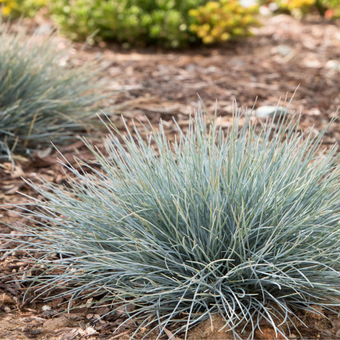 Festuca glauca.