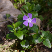 Vinca Major Verde 