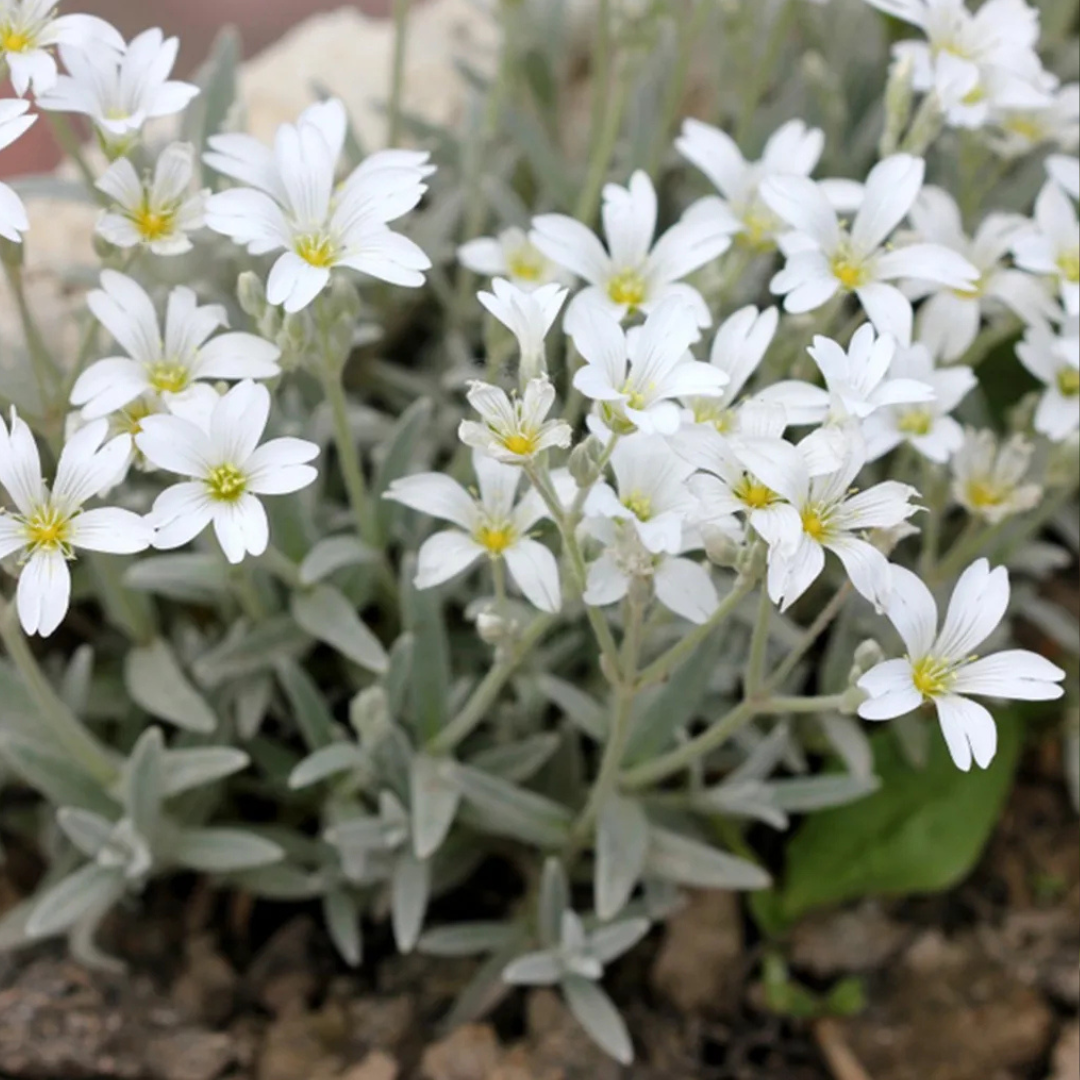 Cerastium Tormentosum