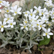 Cerastium Tormentosum