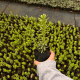 Mioporo Rastrero ( Myoporum Parvifolium)