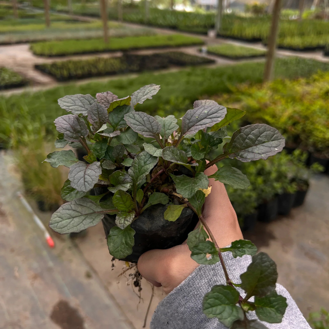 Ajuga Morada
