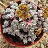 Sedum Blanco (Sedum Spathulifolium Cape Blanco)