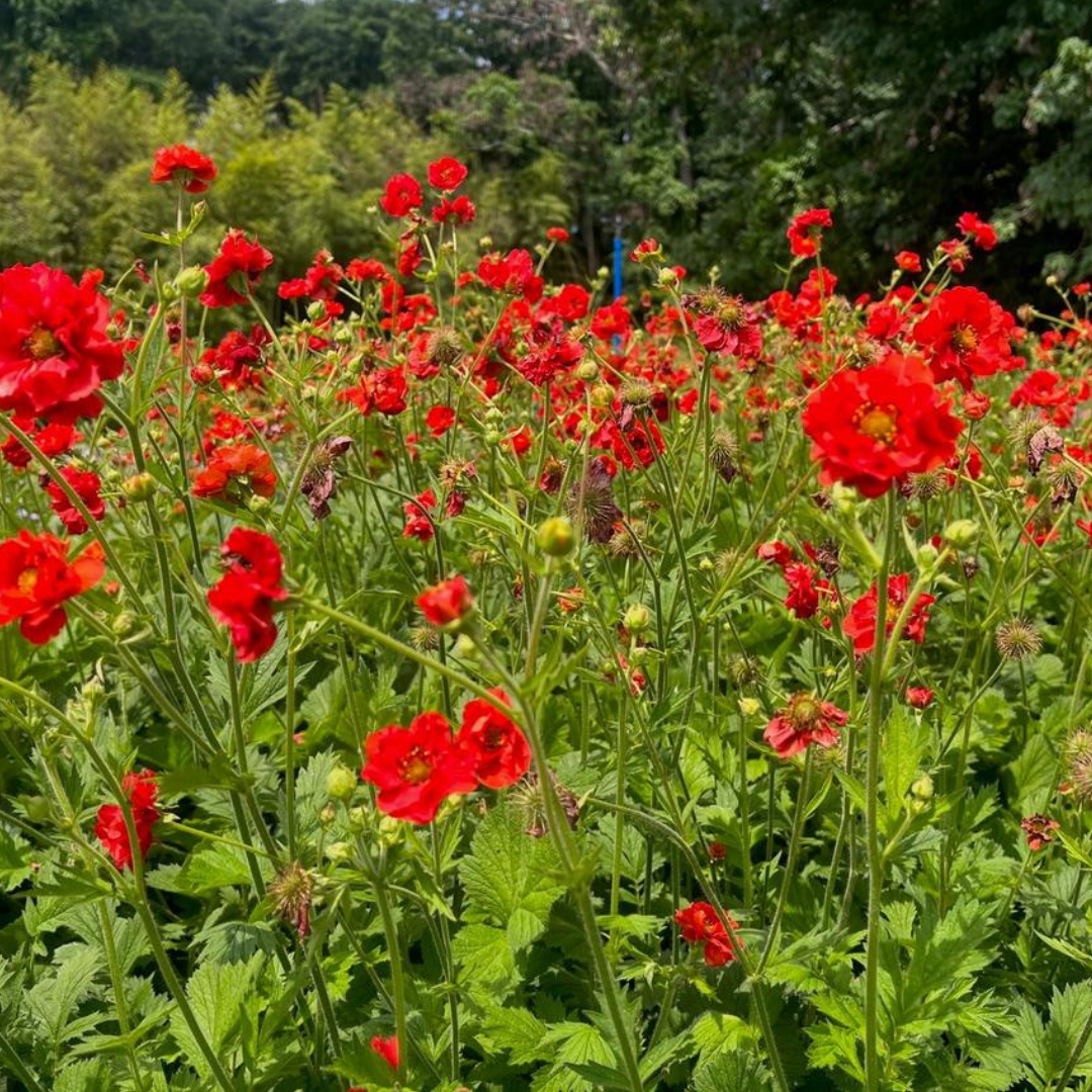 Geum Rojo - Geum Chiloense