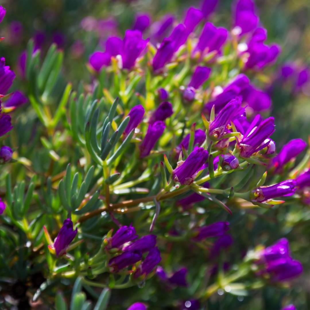 Rayito De Sol – Mesembryanthemum Sp