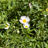 Vitadinia  (Erigeron Mucronatus)