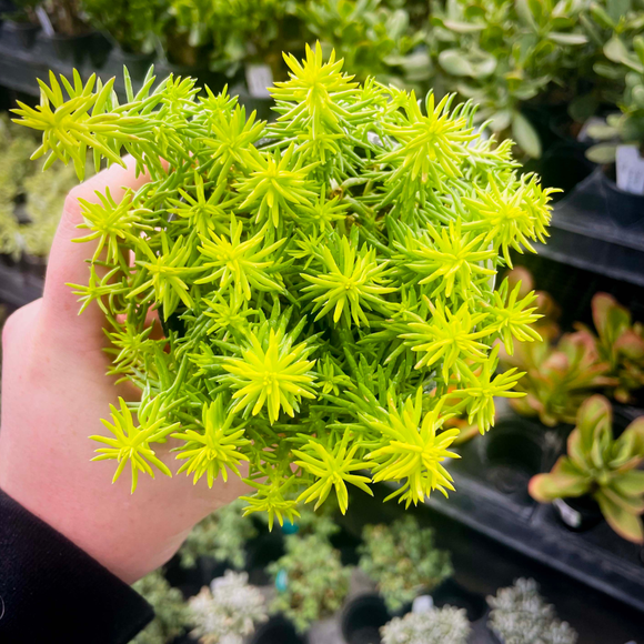 Sedum Angelina (Sedum Rupestre Angelina)