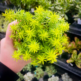 Sedum Angelina (Sedum Rupestre Angelina)