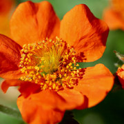 Geum Naranjo Enano