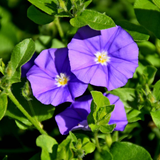Convolvulus Azul (Convolvulus Sabatius)
