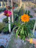 Gazania Colores