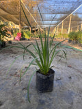 Libertia Chilensis - Calle Calle