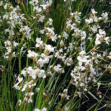 Libertia Chilensis - Calle Calle