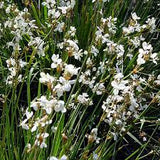 Libertia Chilensis - Calle Calle