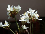 Libertia Chilensis - Calle Calle