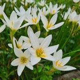 Cefirante (Zephyranthes candida)