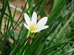 Cefirante (Zephyranthes candida)