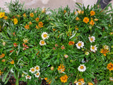 Gazania Colores