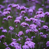 Verbena bonariensis