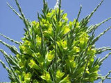 Puya chilensis