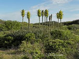 Puya chilensis