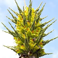 Puya chilensis