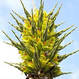 Puya chilensis