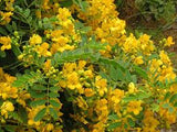 Quebracho (Senna candolleana)