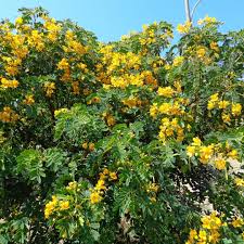Quebracho (Senna candolleana)