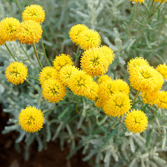 Santolina – Santolina Chamaecyparissus